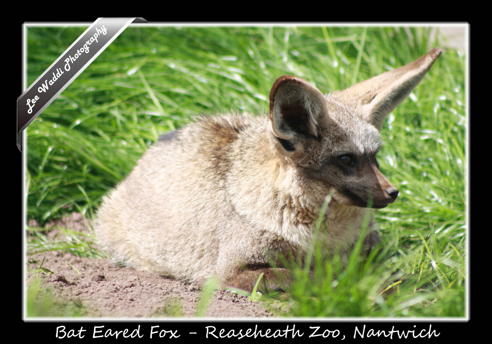 Bat Eared Fox