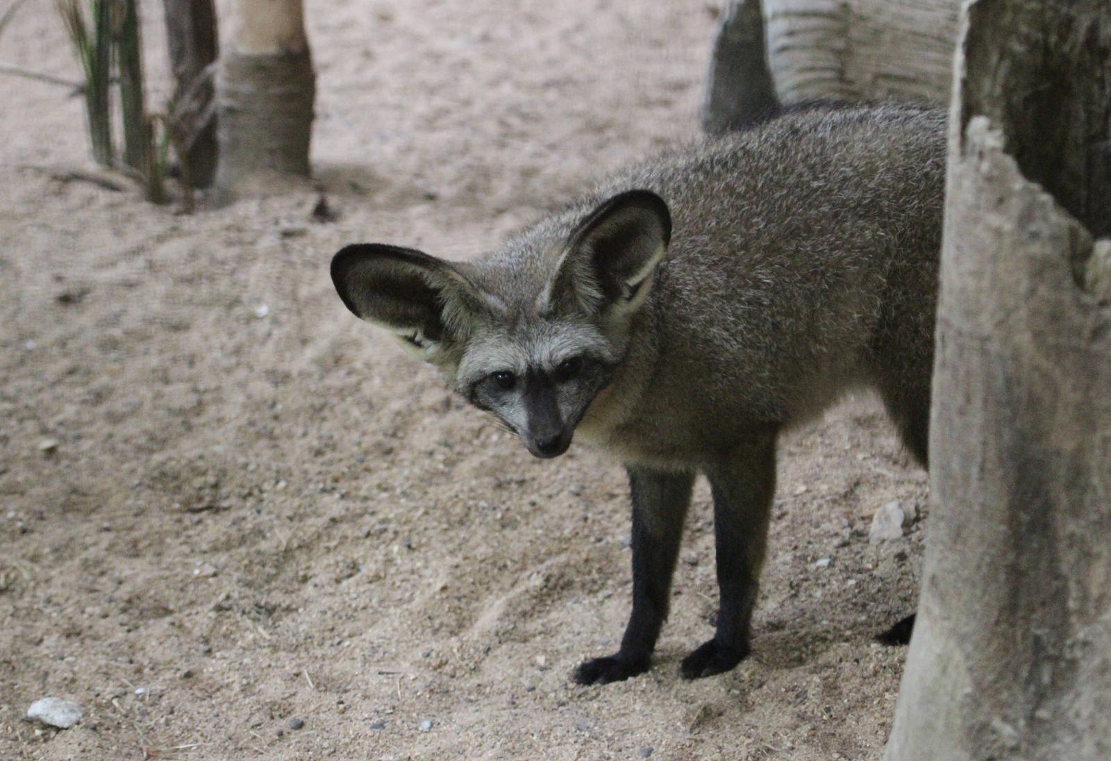 Bat Eared Fox