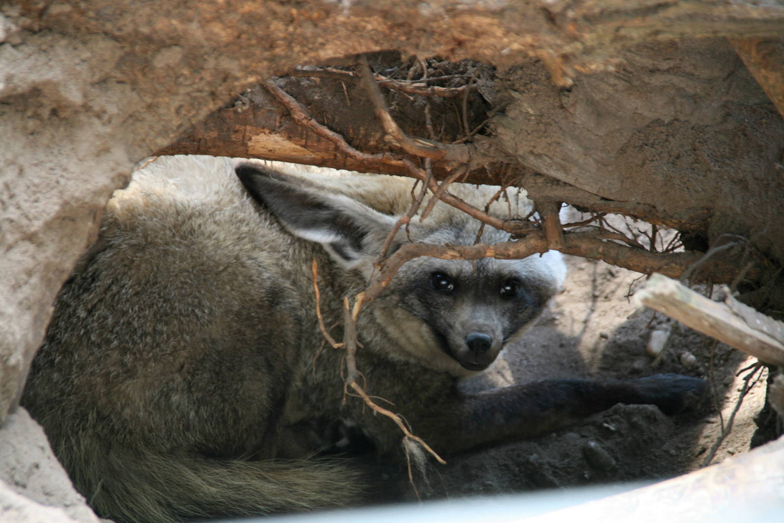 Bat-eared fox