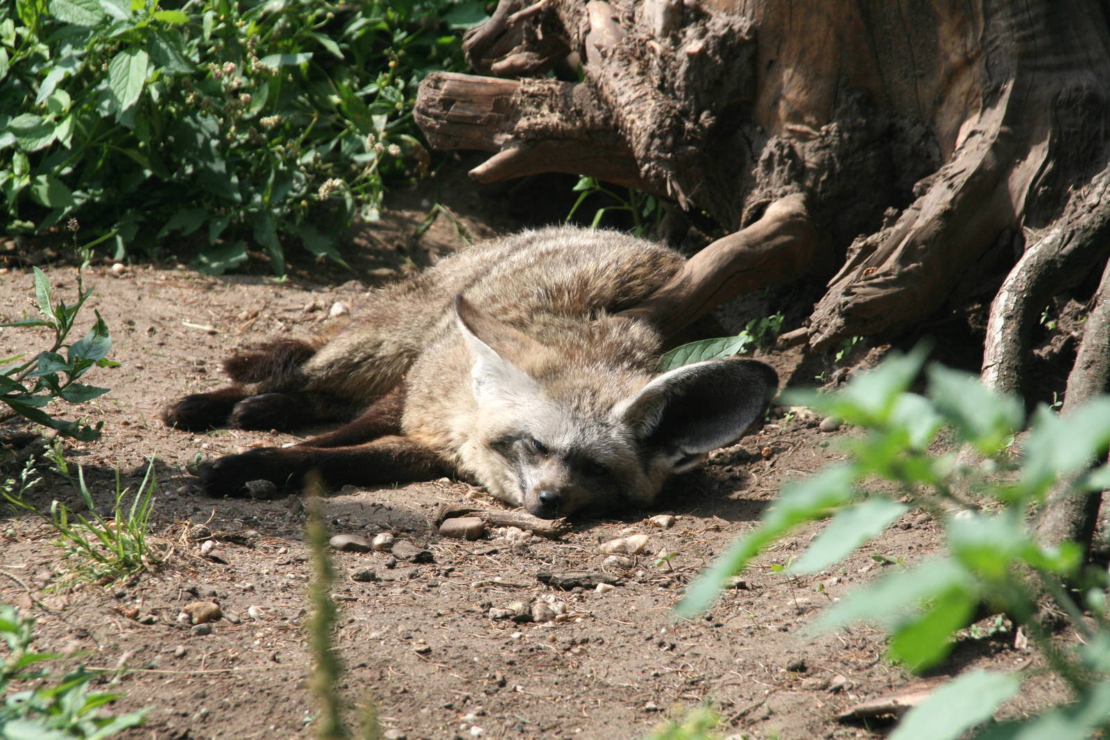 bat-eared fox