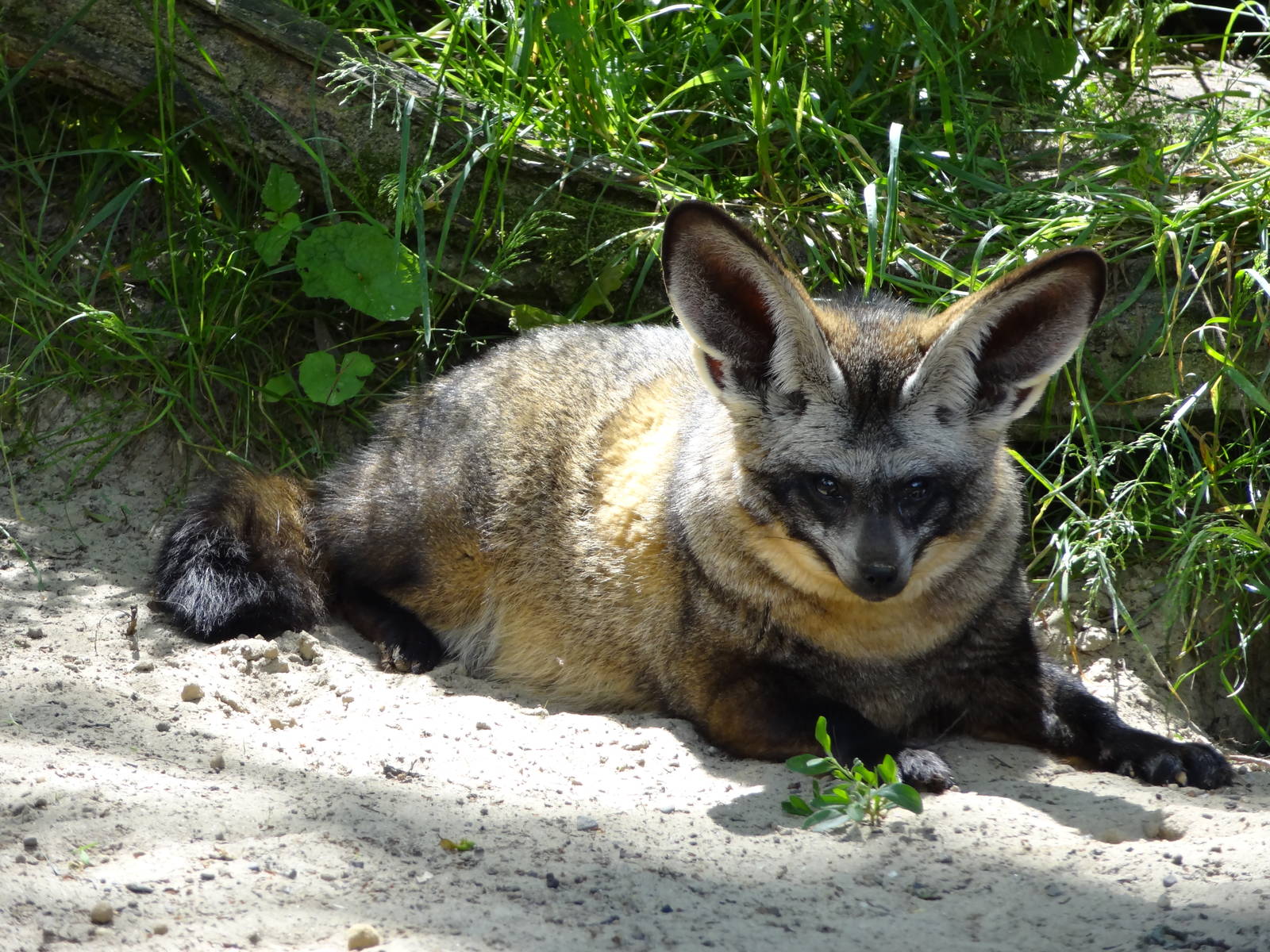 Bat-eared fox