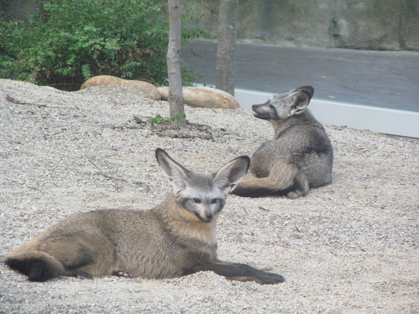 Bat eared fox
