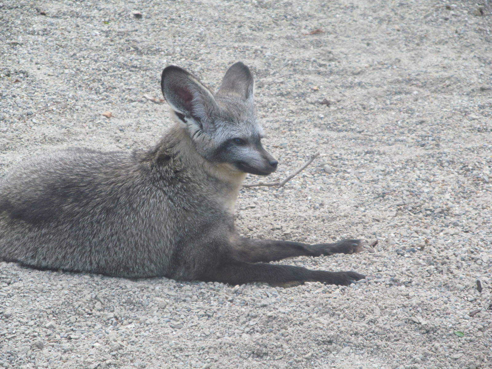 Bat eared fox
