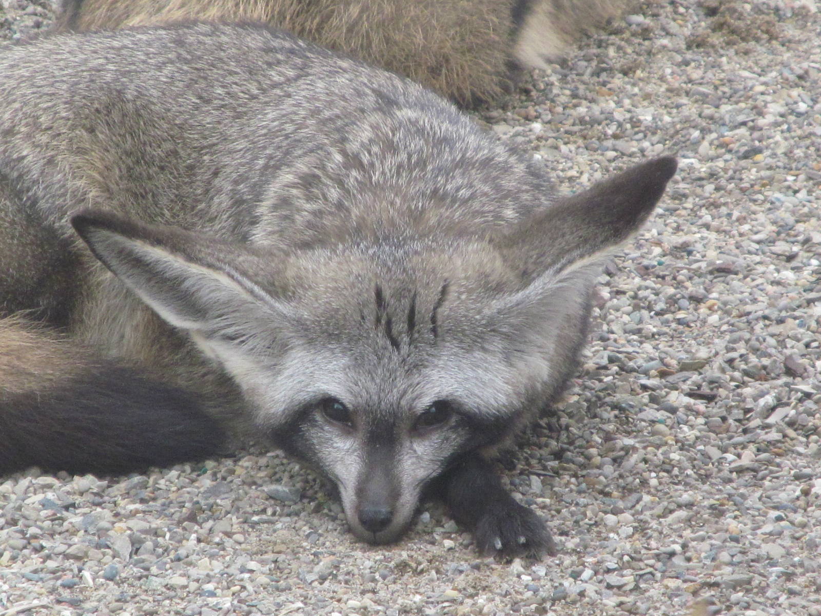 Bat eared fox
