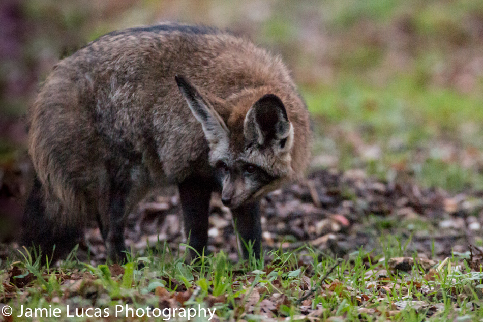 Bat-Eared Fox