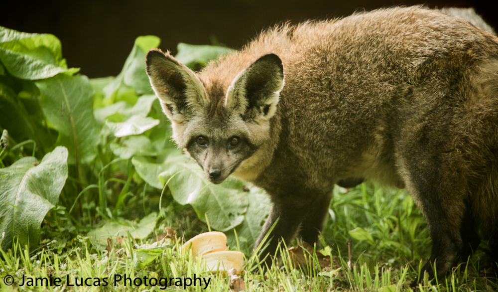 Bat-Eared Fox
