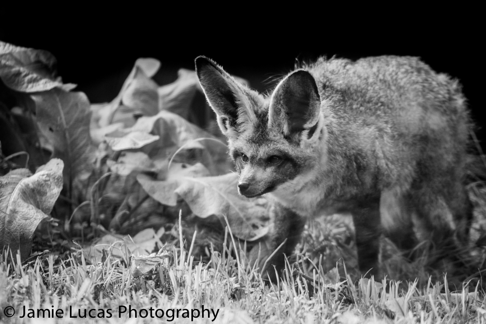 Bat-Eared Fox
