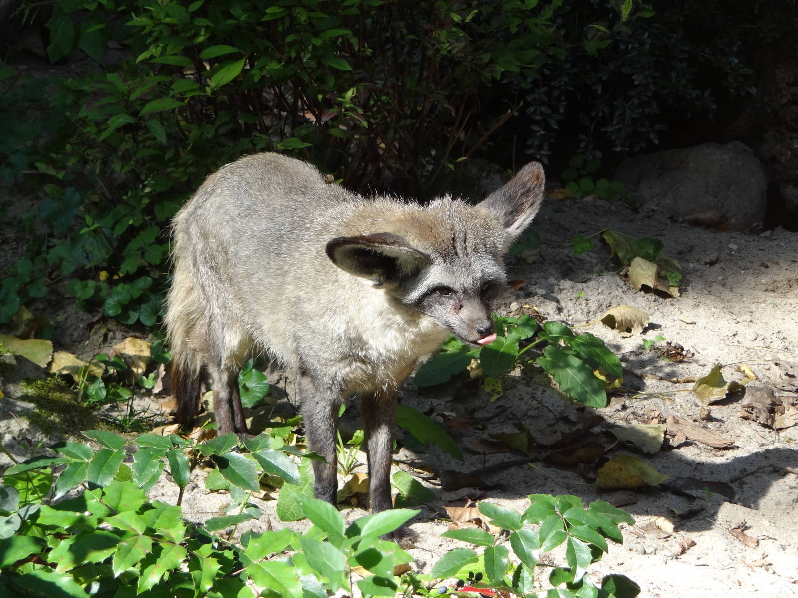 Bat-eared Fox