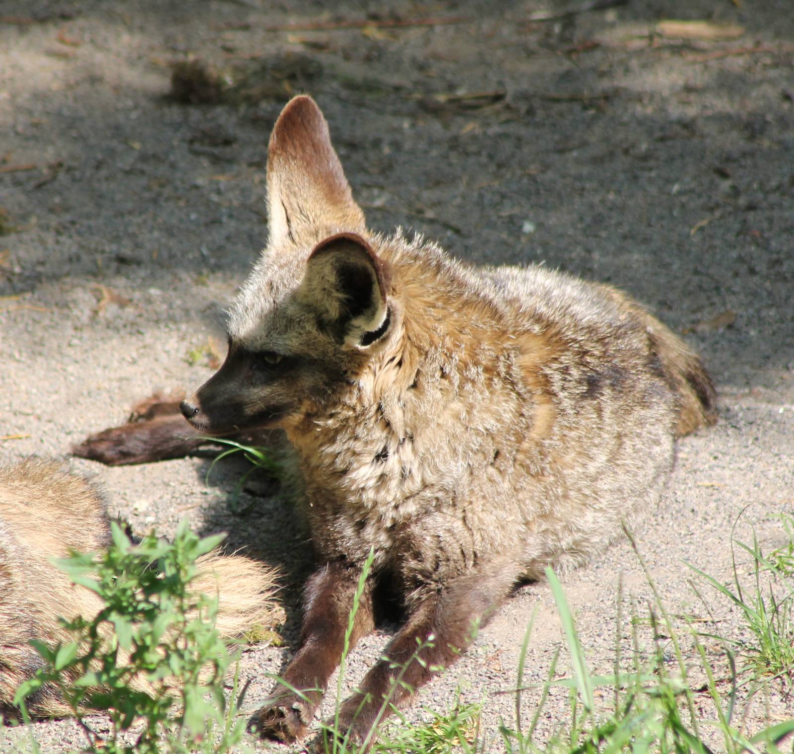 Bat-eared fox