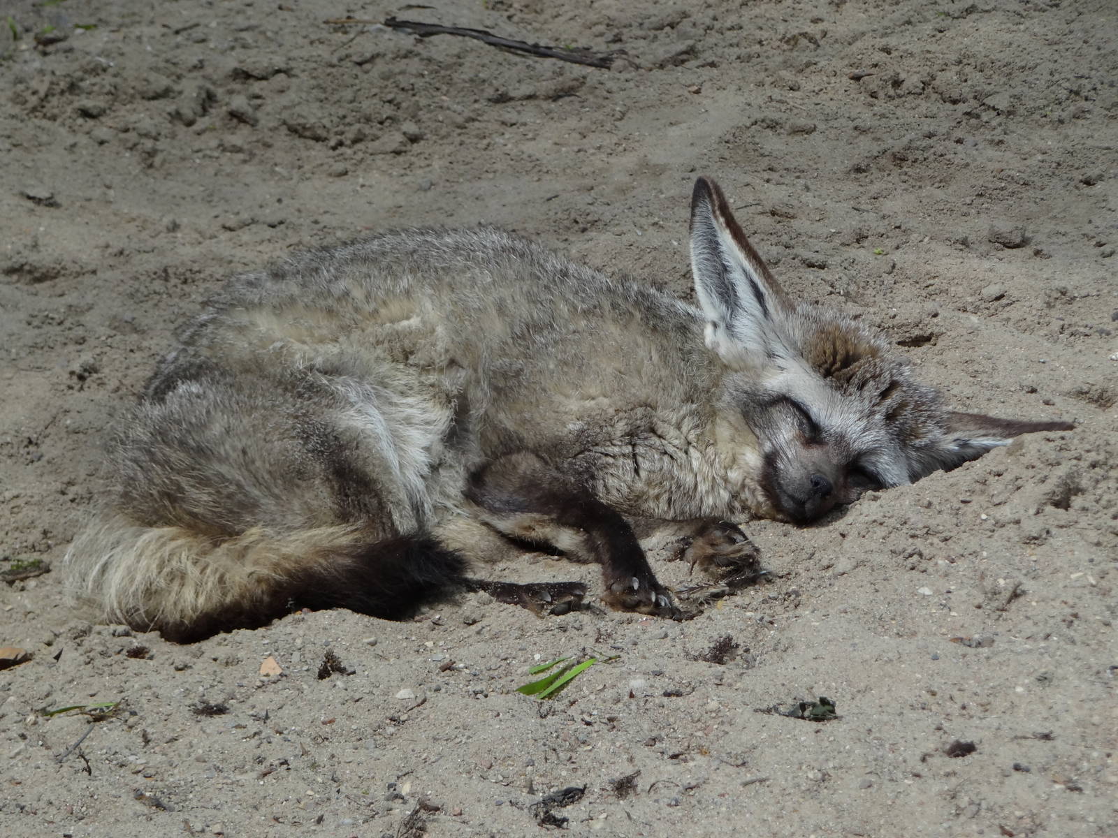 Bat-eared Fox