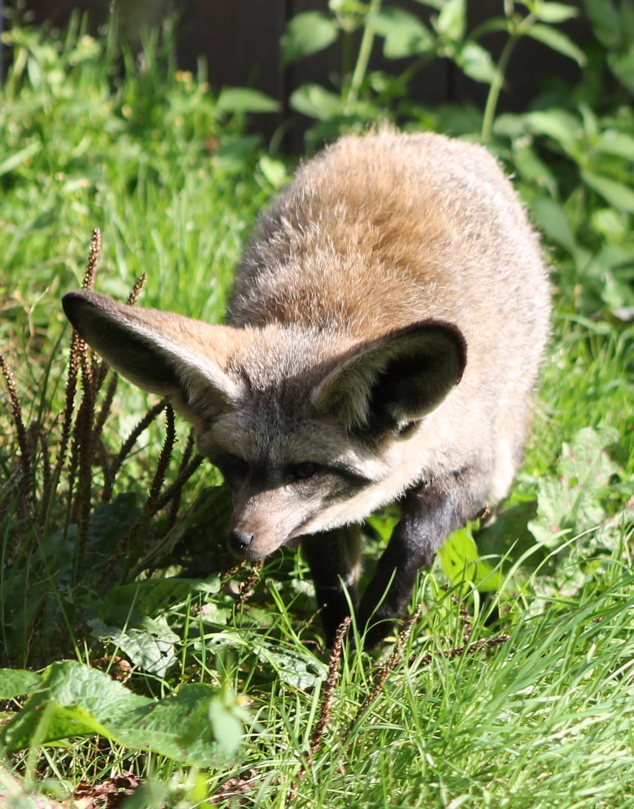 Bat-eared fox