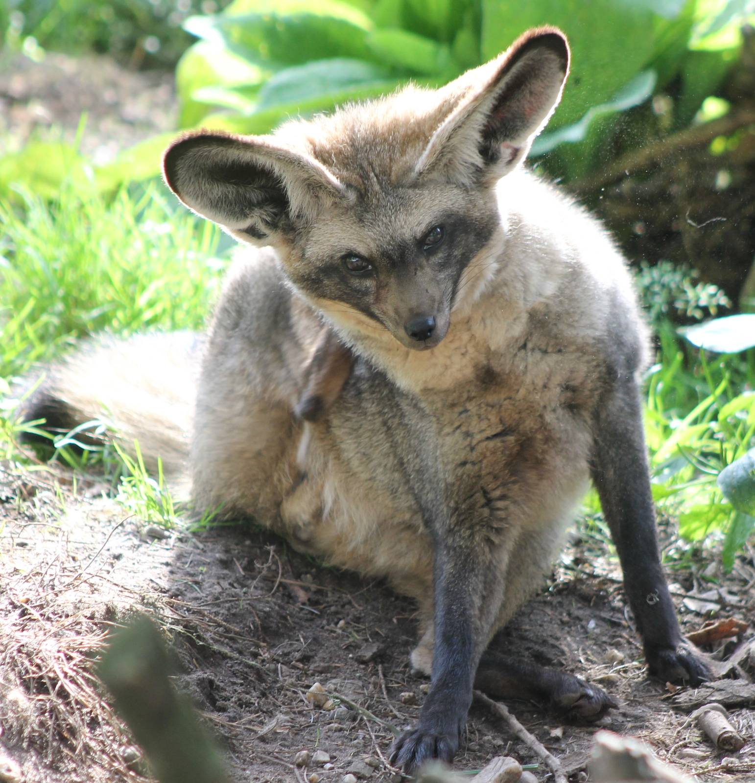 Bat-eared fox