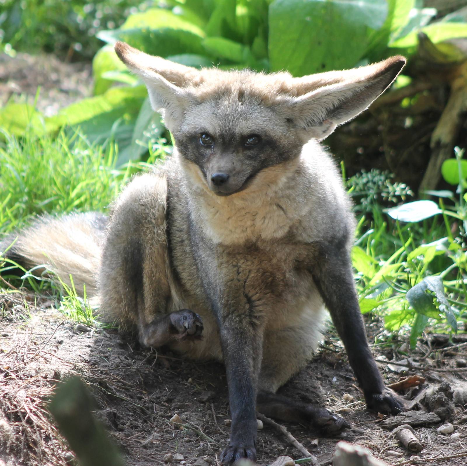 Bat-eared fox