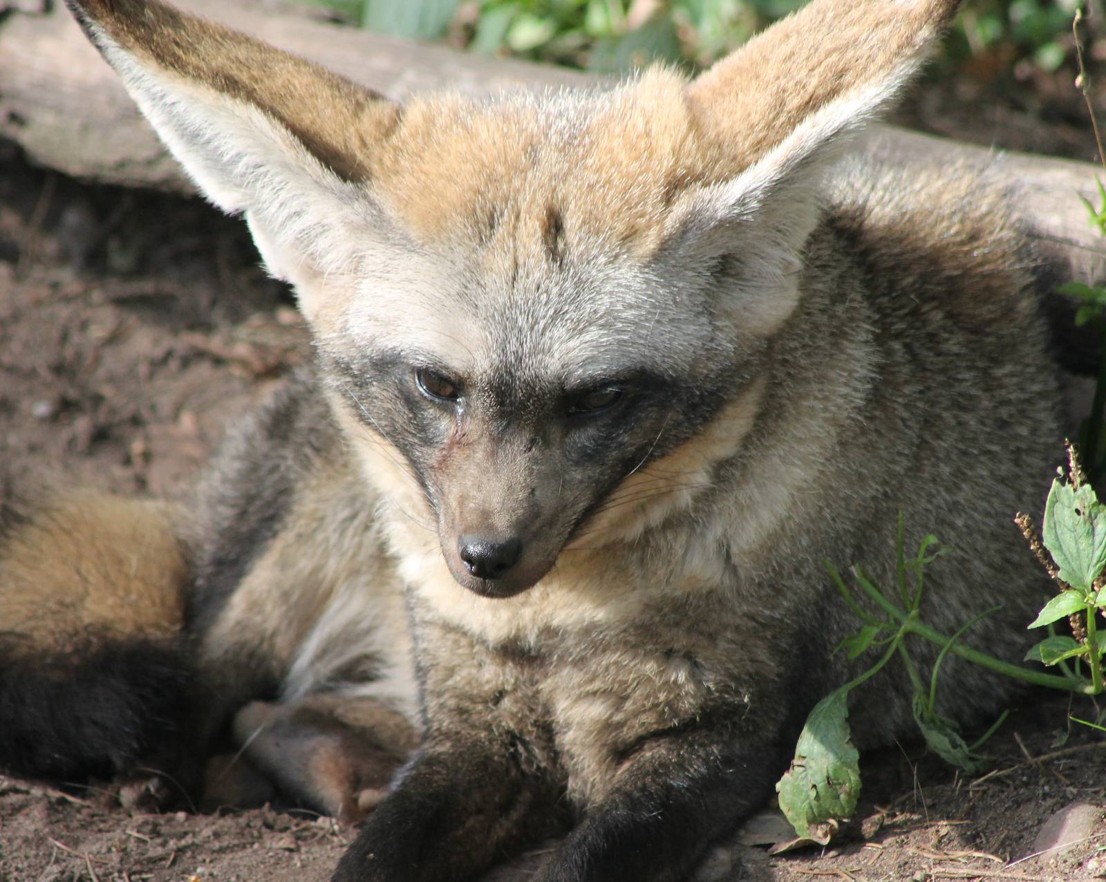 Bat-eared fox