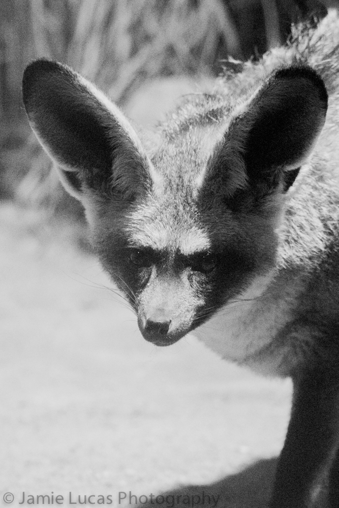 Bat-Eared Fox