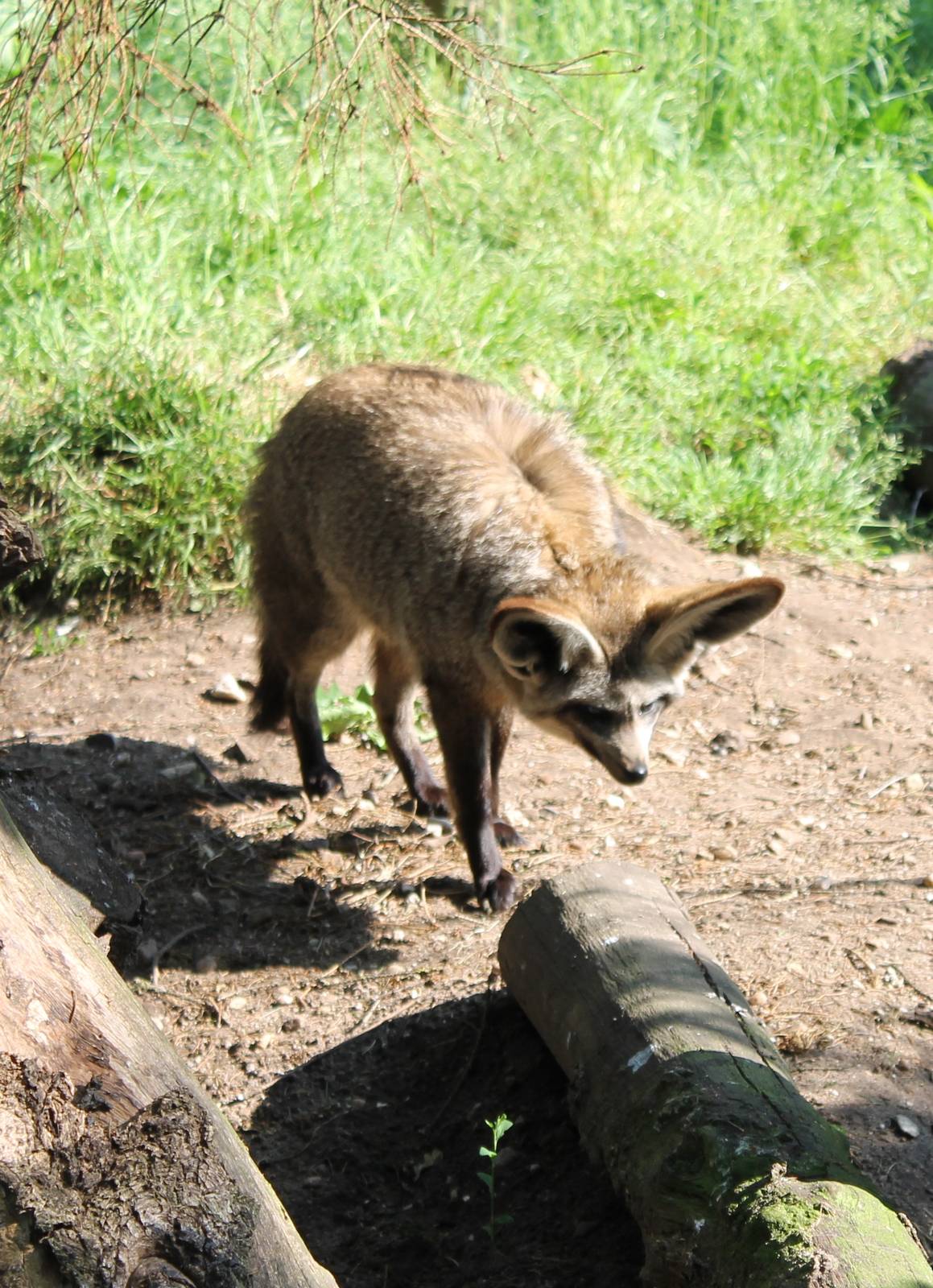 Bat-eared fox