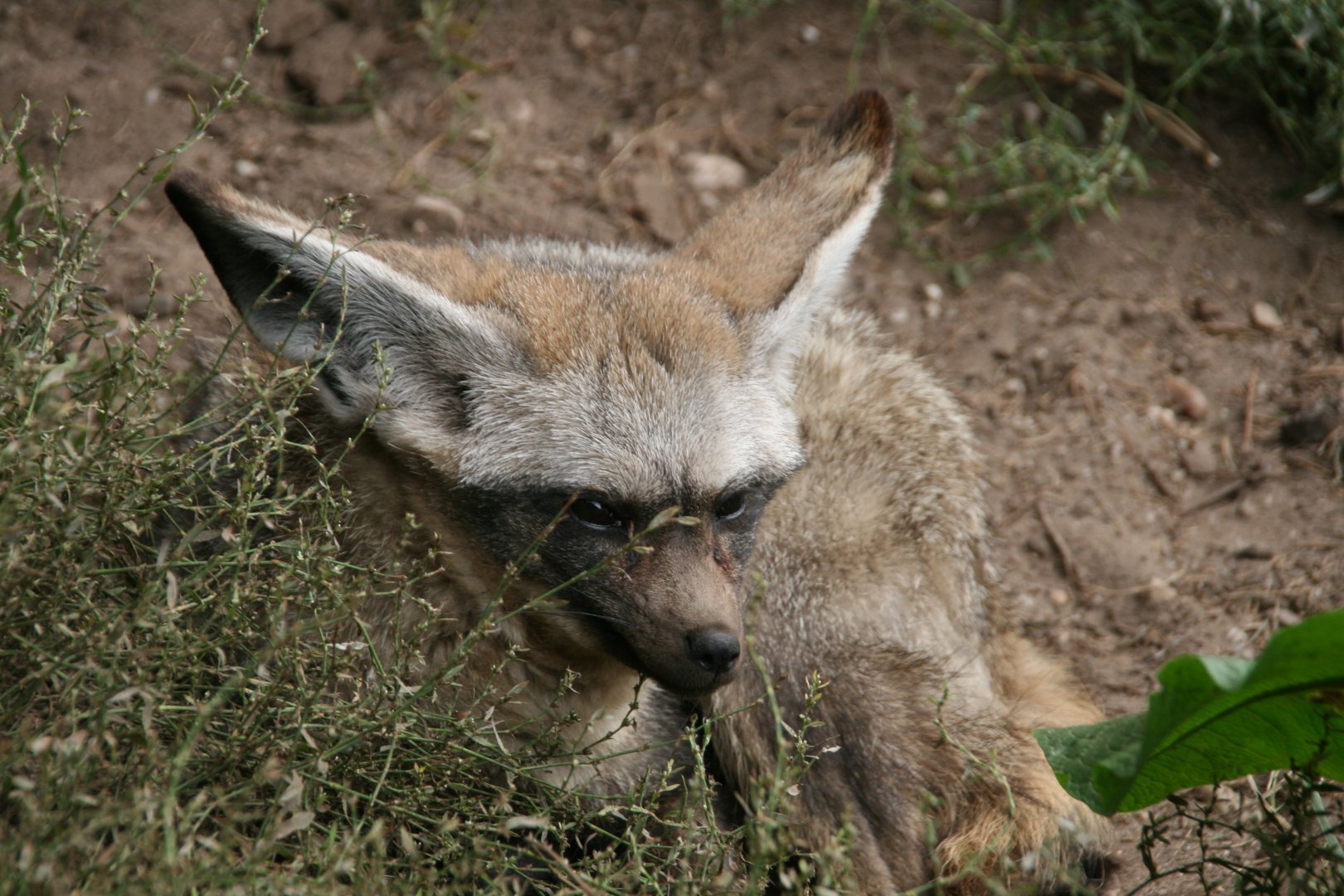 Bat-eared fox
