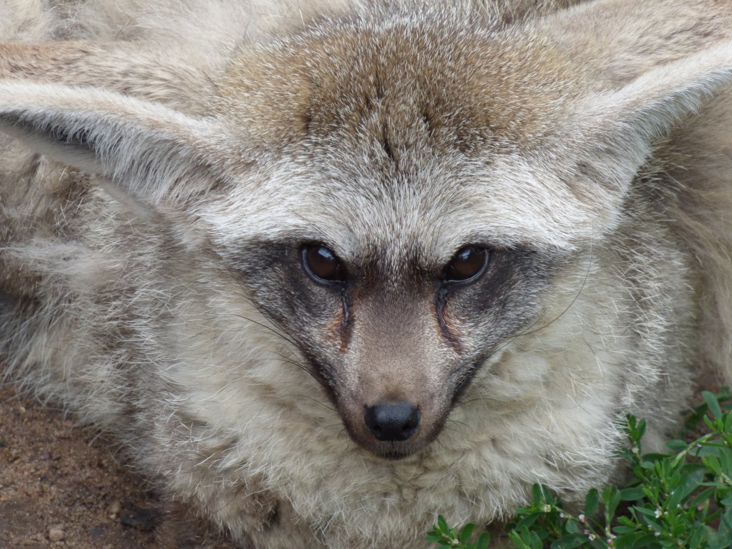 Bat Eared Fox