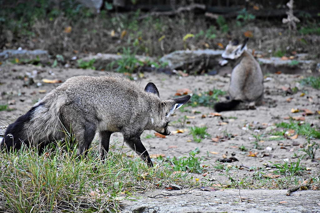 Bat-eared fox
