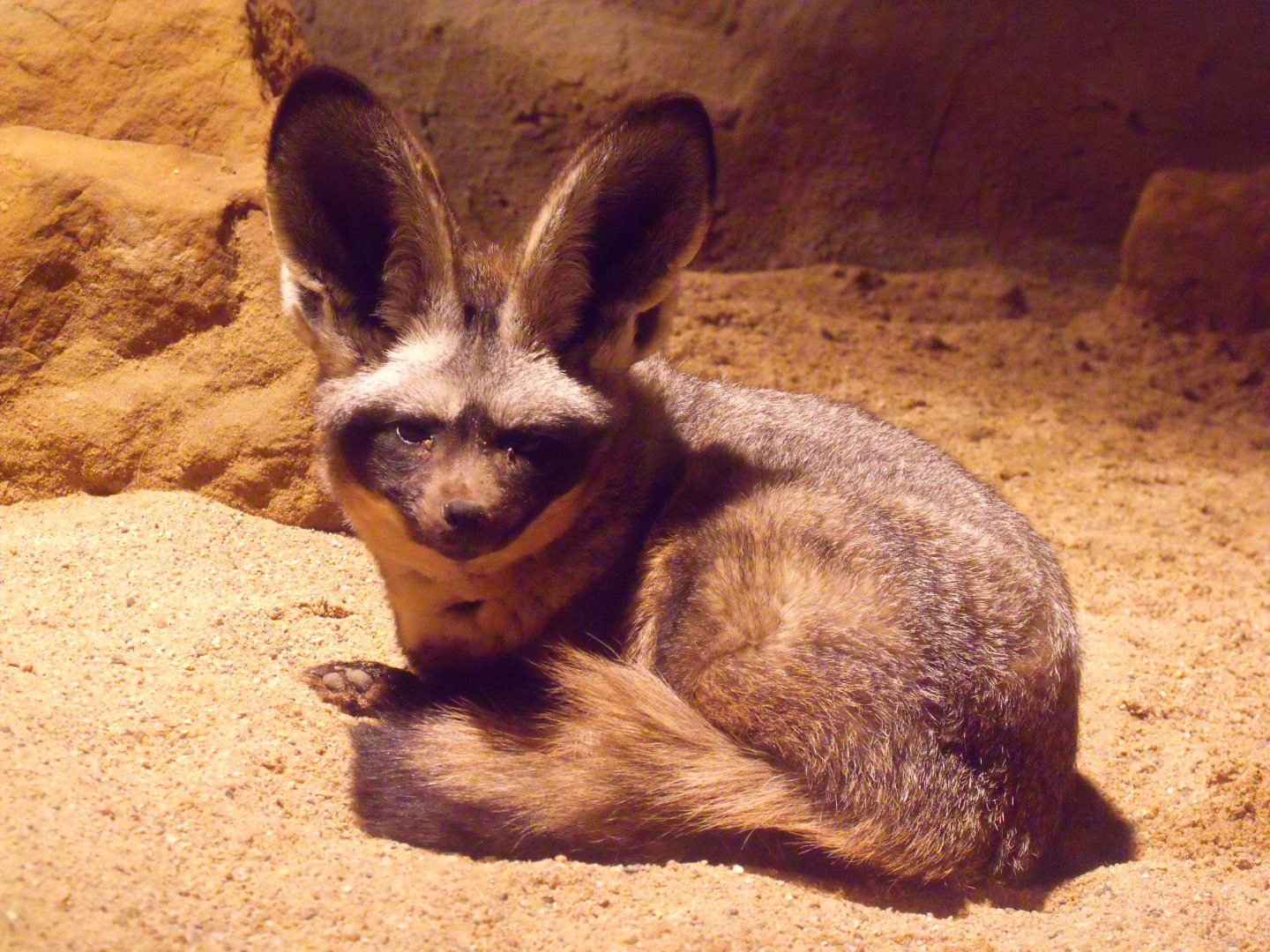 Bat eared fox