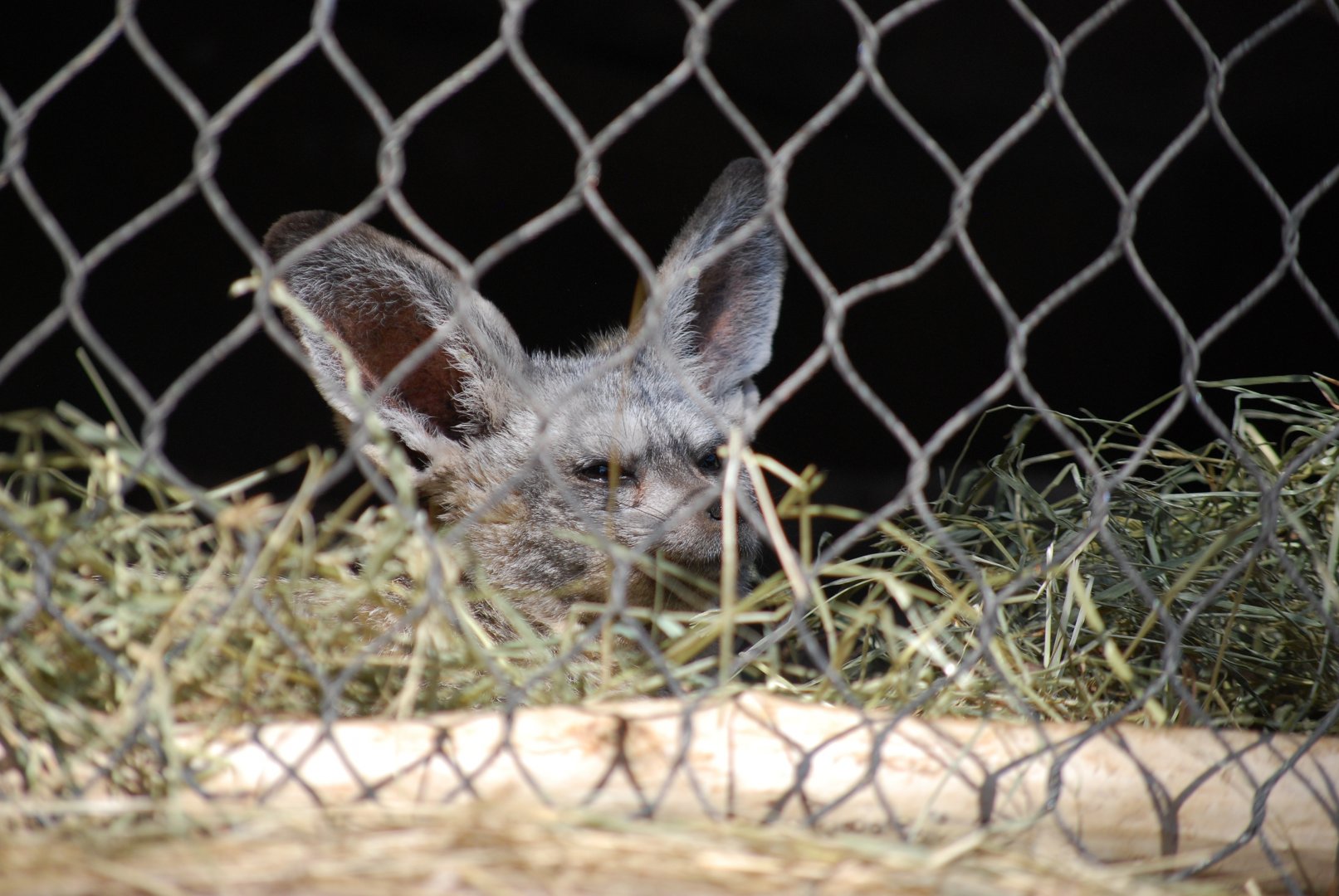 Bat-Eared Fox
