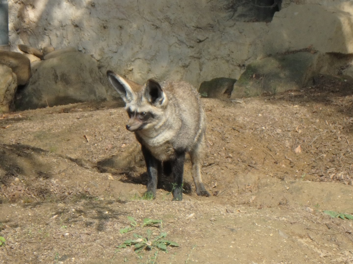 Bat-eared fox