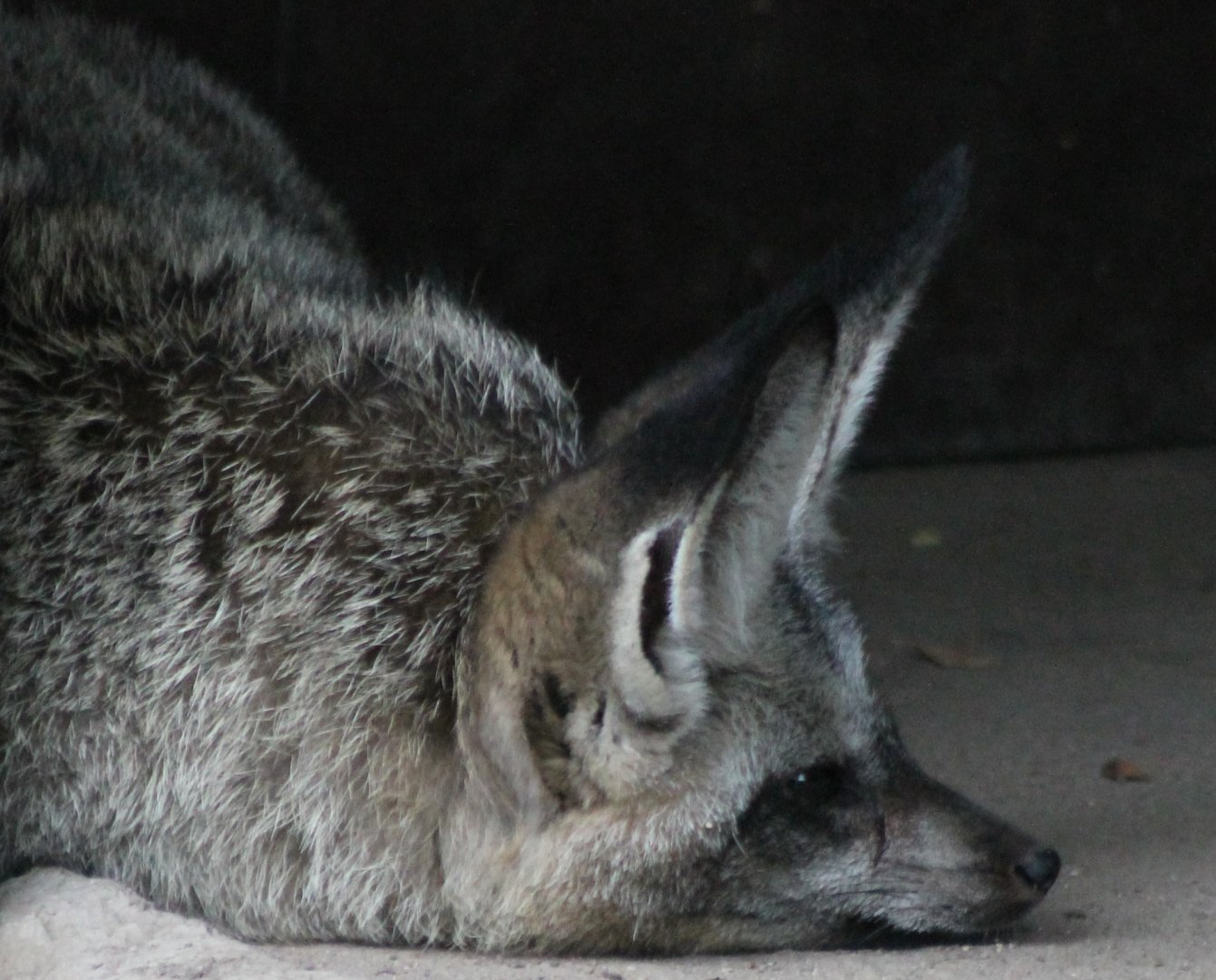 Bat-eared fox
