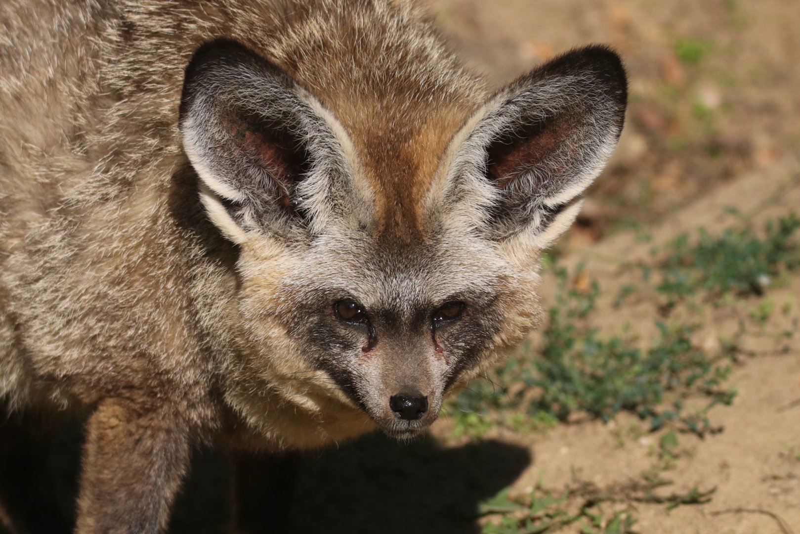 Bat-eared fox
