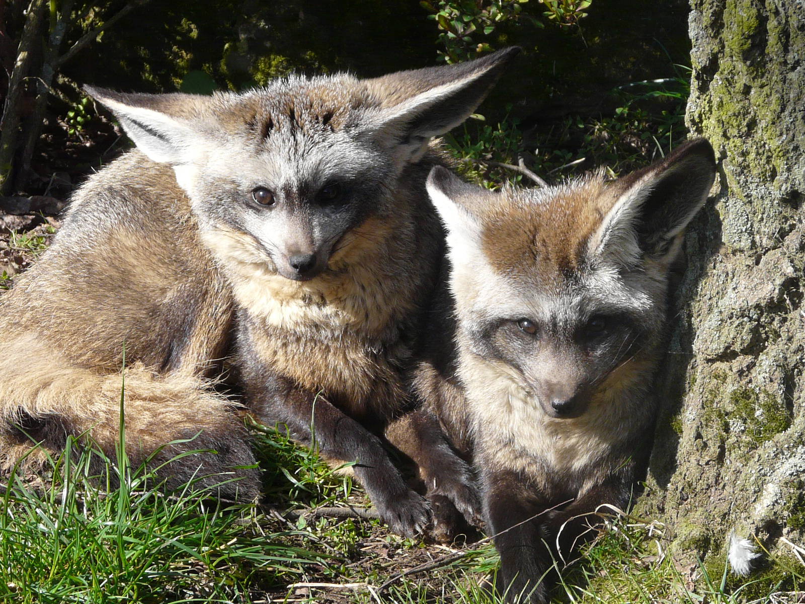 Bat Eared Fox