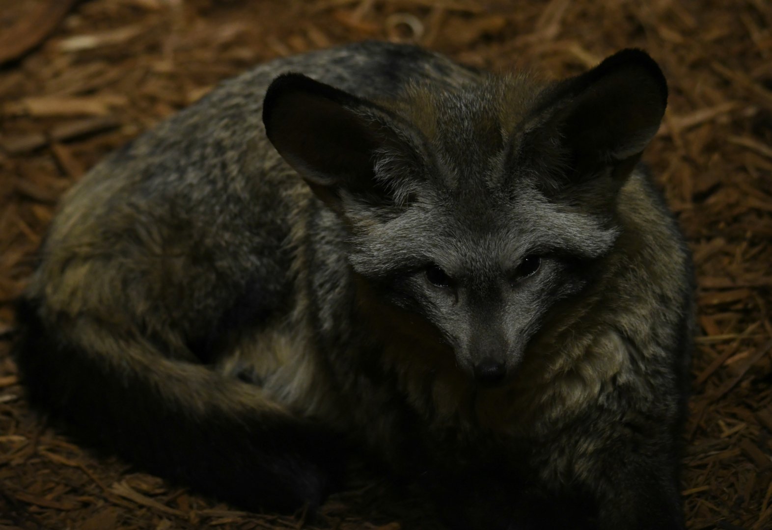 Bat-eared fox