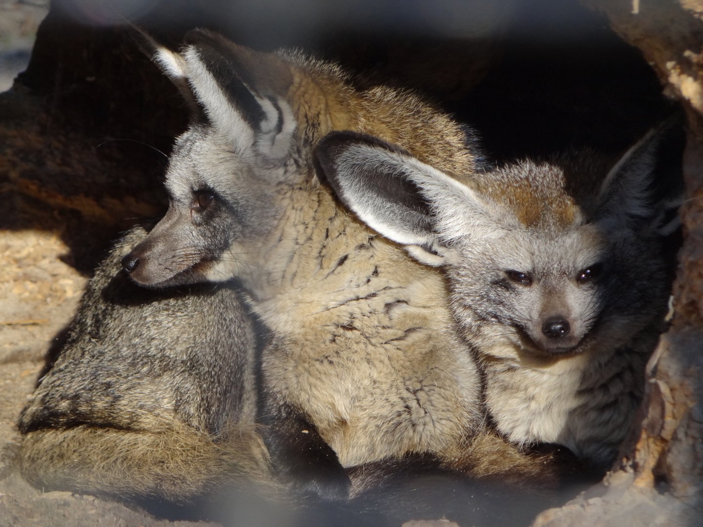 Bat-eared Fox