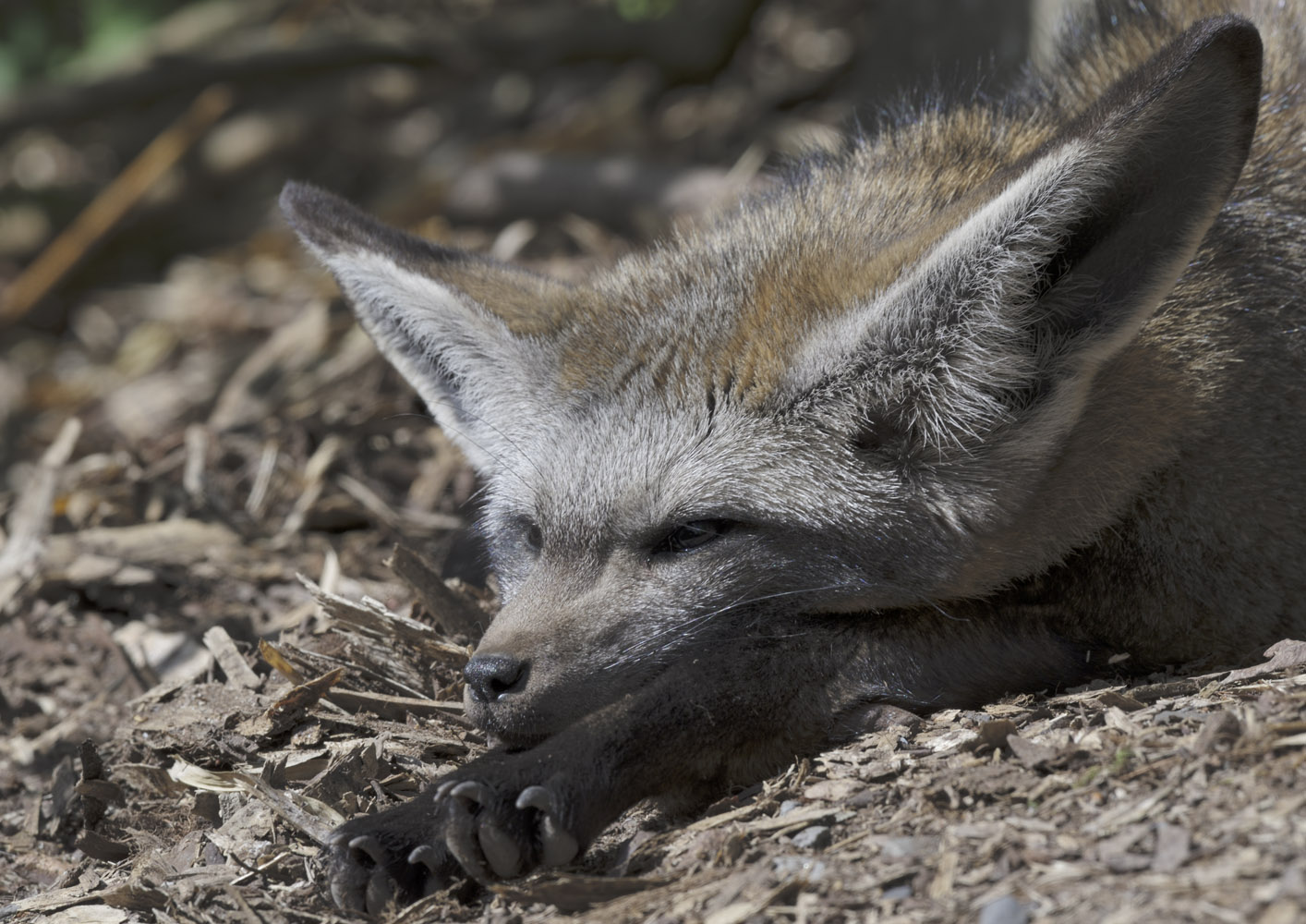 Bat-eared fox