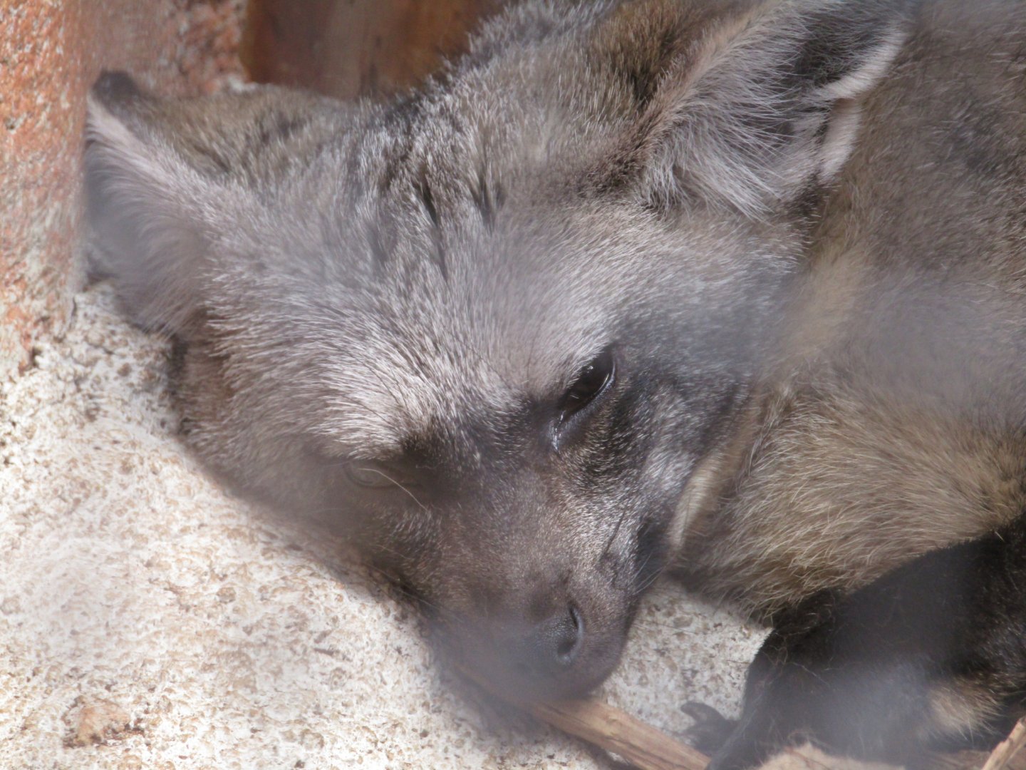 Bat Eared Fox