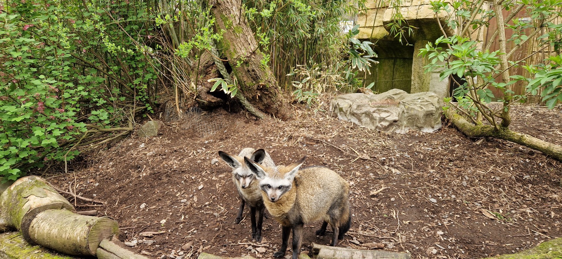 Bat-eared Fox