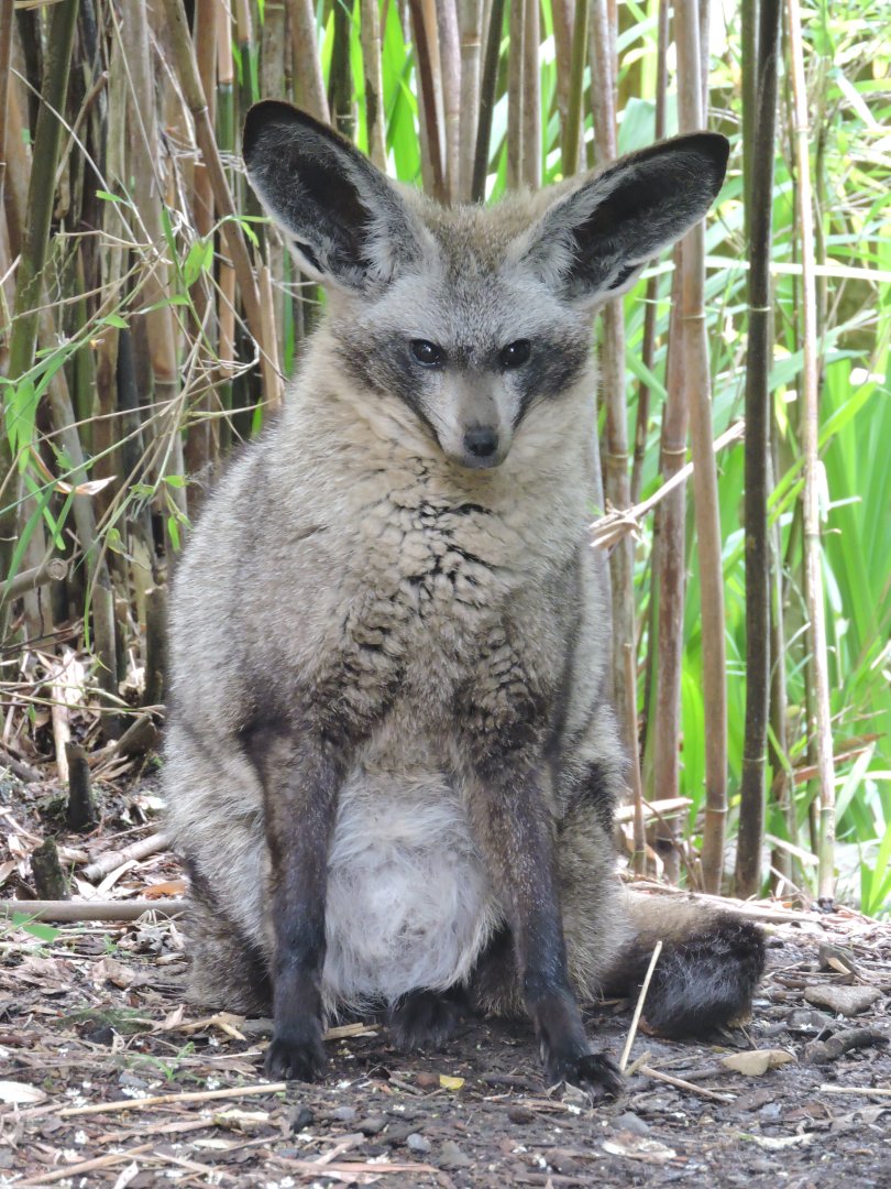 Bat eared fox