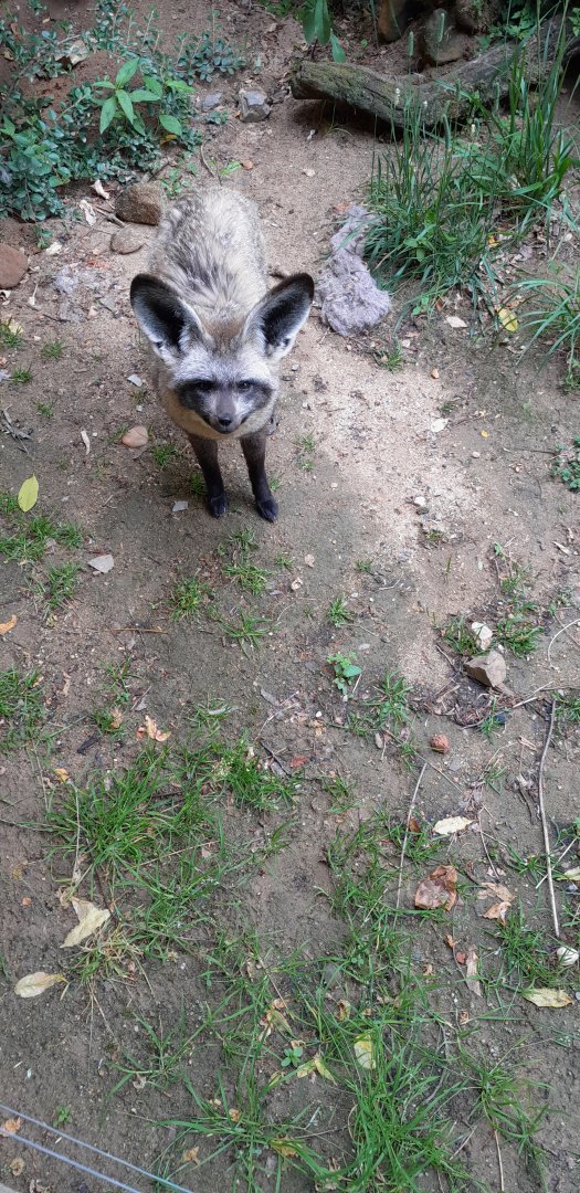 Bat-eared fox