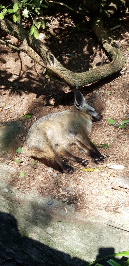 Bat Eared Fox