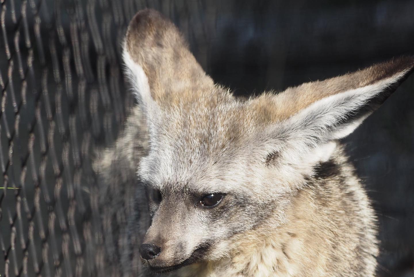 Bat-eared fox