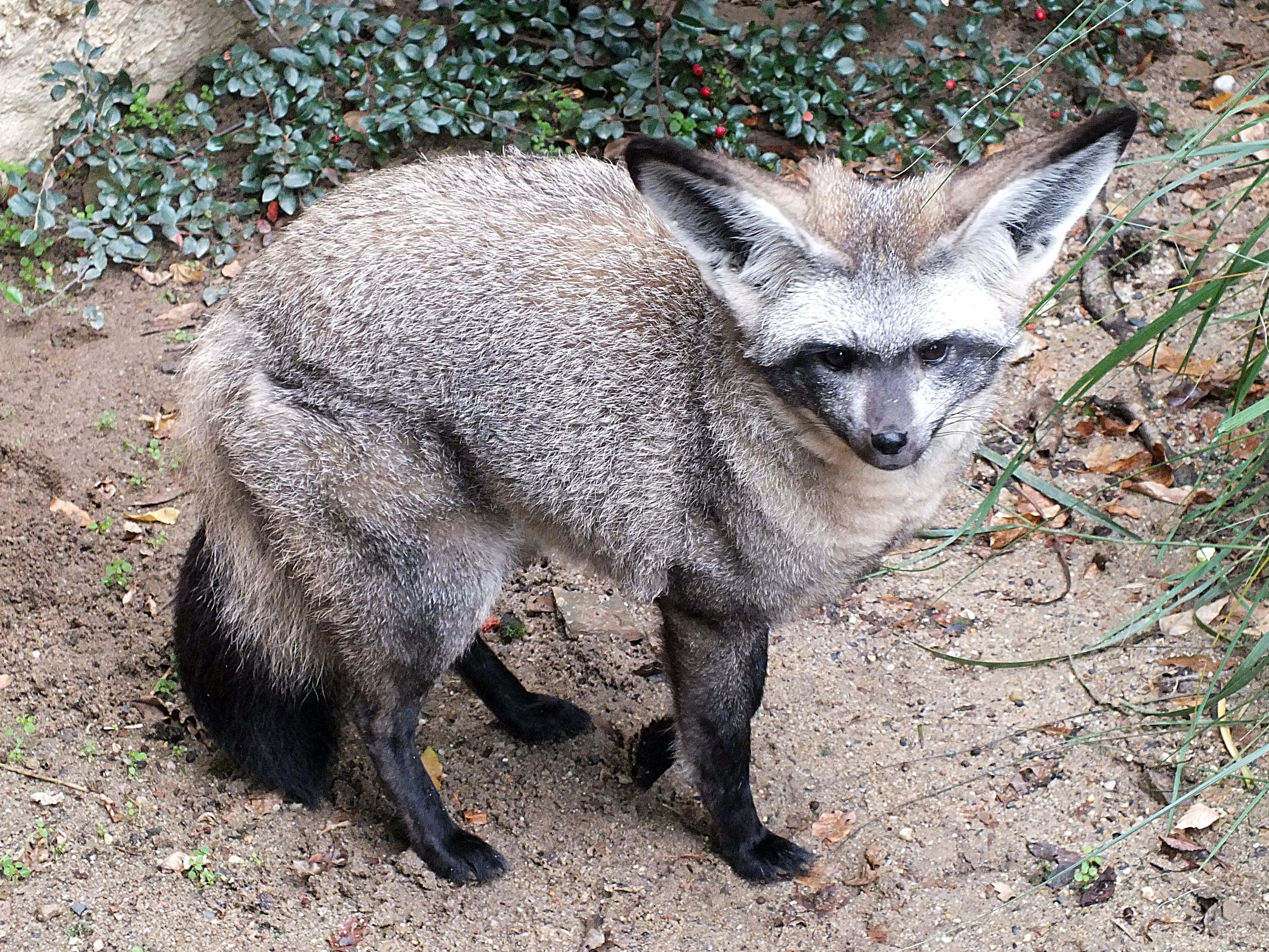 Bat-eared fox