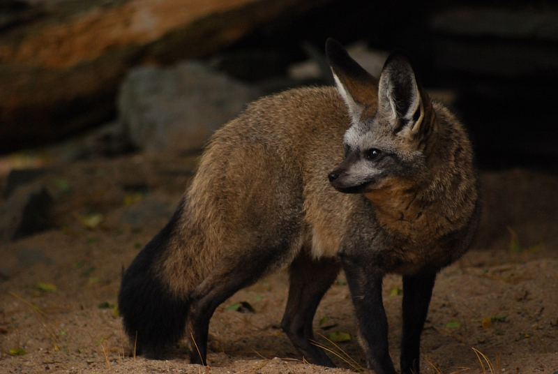 Bat-eared fox