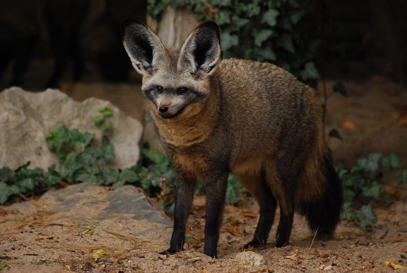 Bat-eared fox
