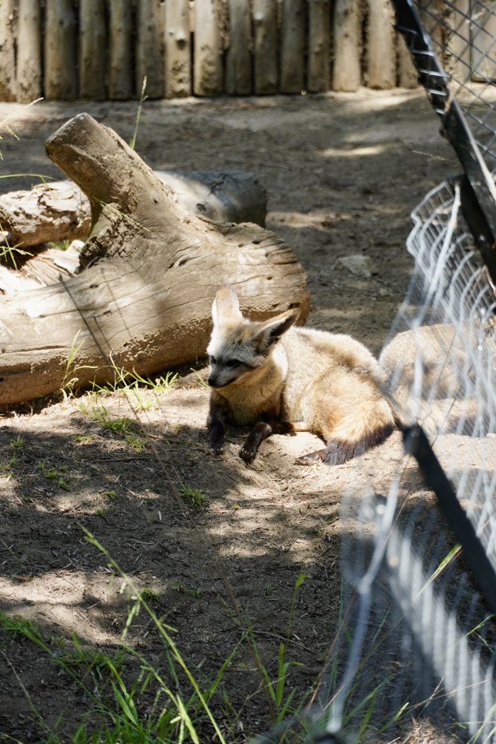 Bat-Eared Fox