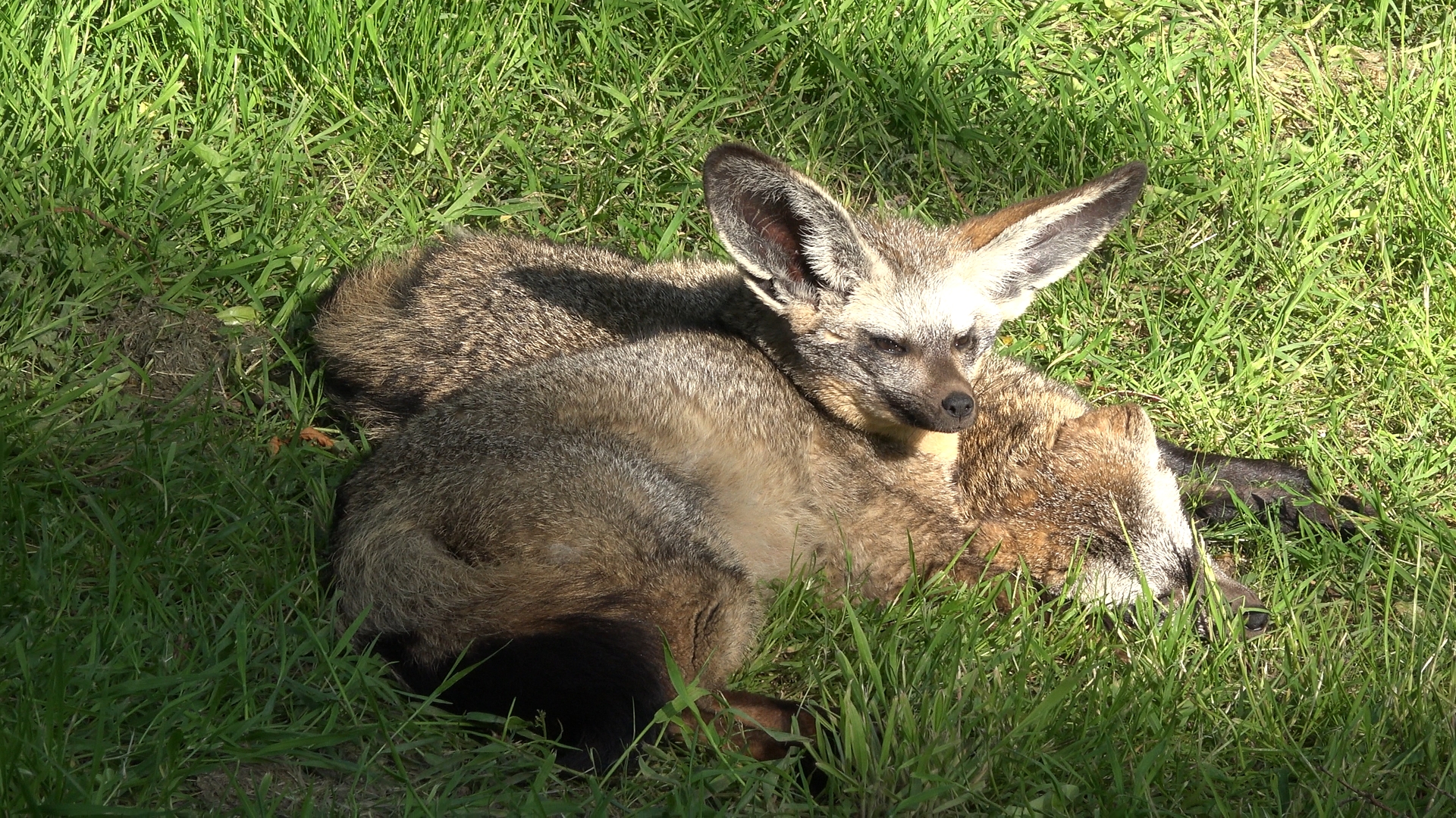 Bat-eared fox
