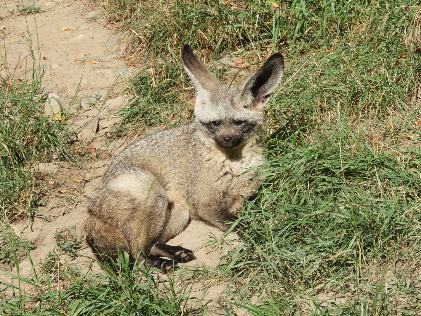 Bat-eared fox