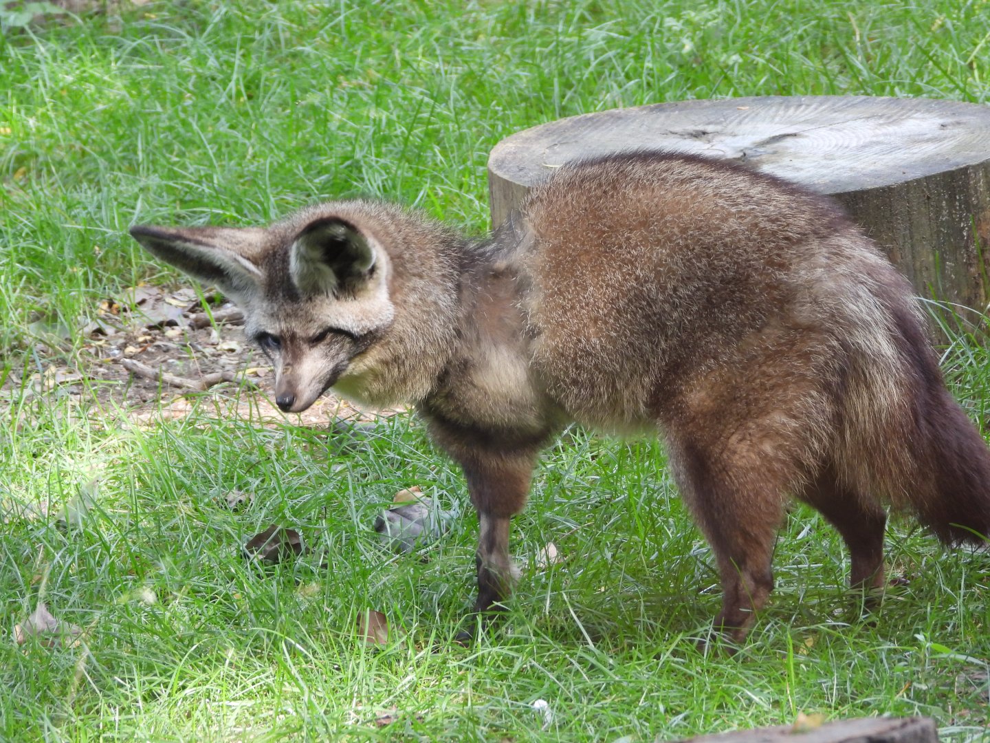 Bat-eared fox