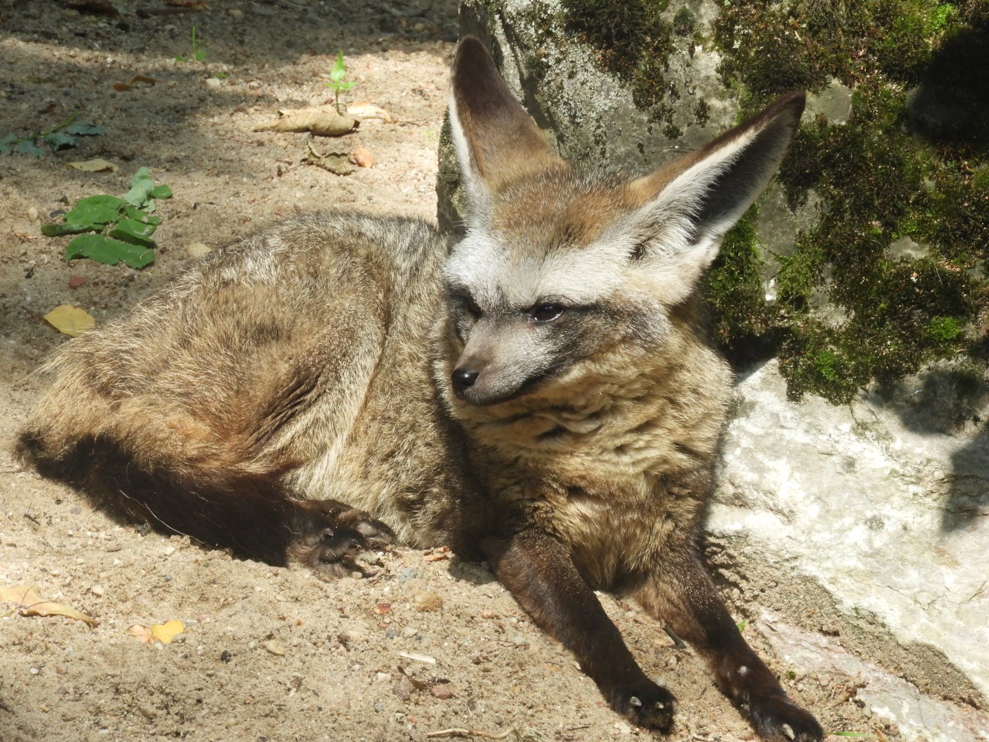 Bat-eared fox