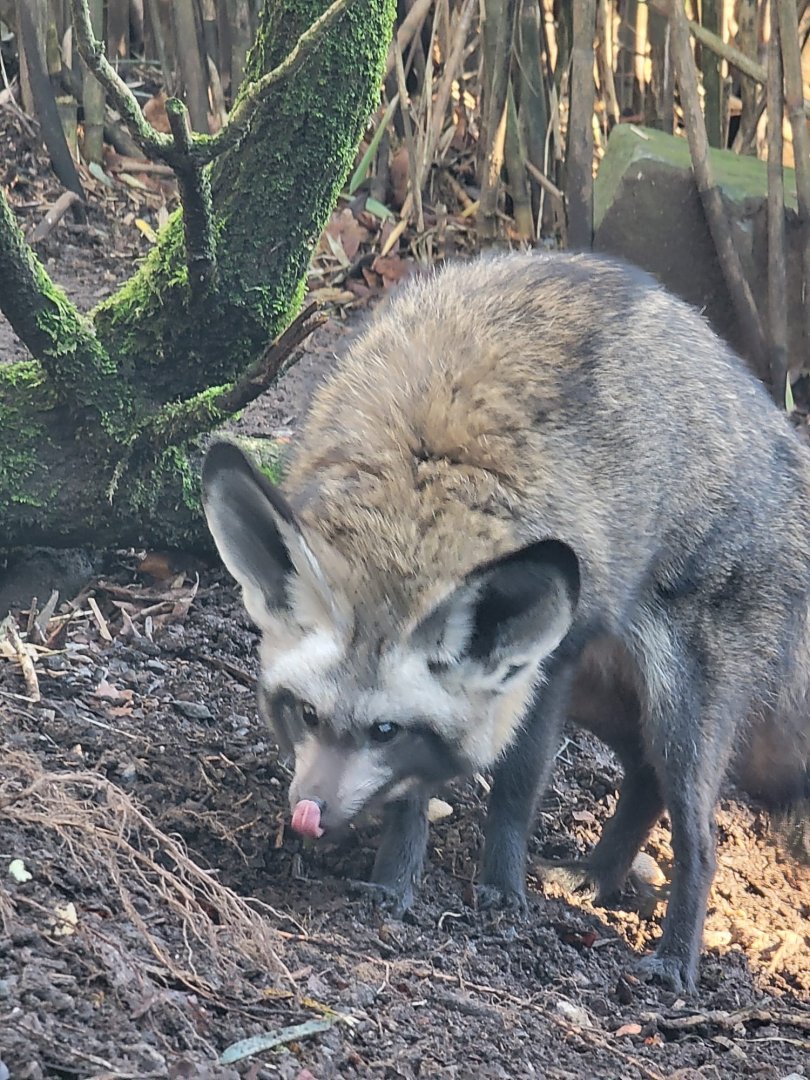 Bat-Eared Fox