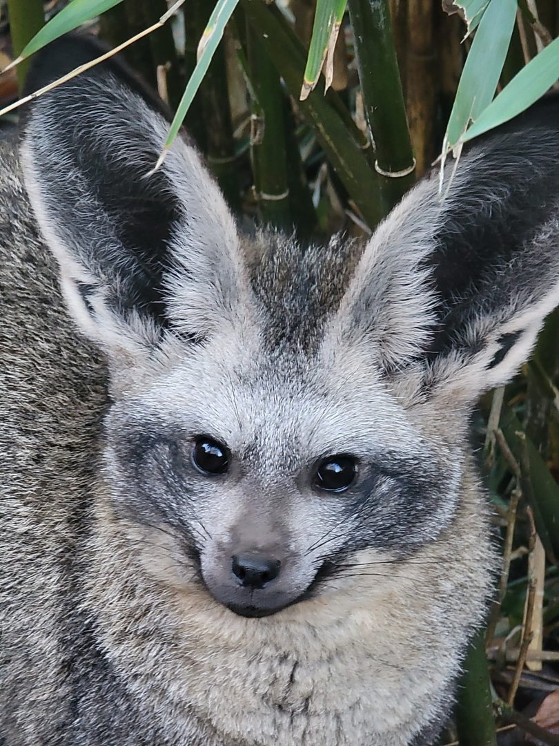 Bat-Eared Fox