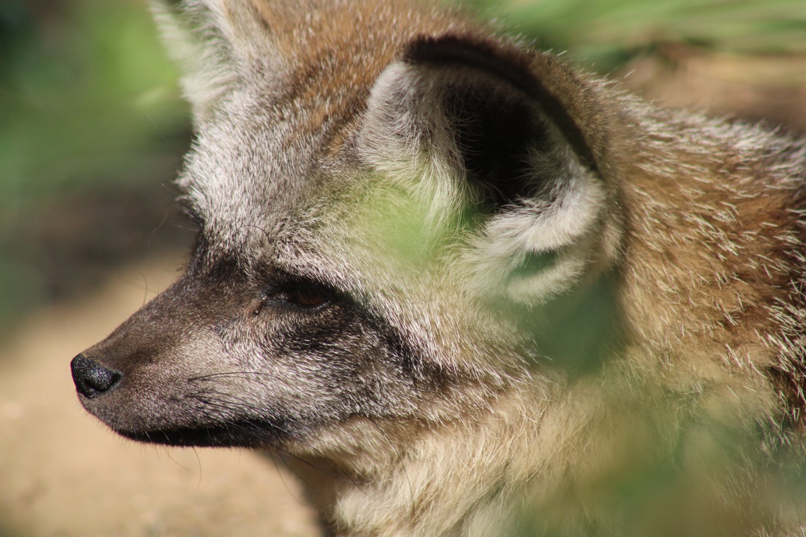 Bat-eared Fox
