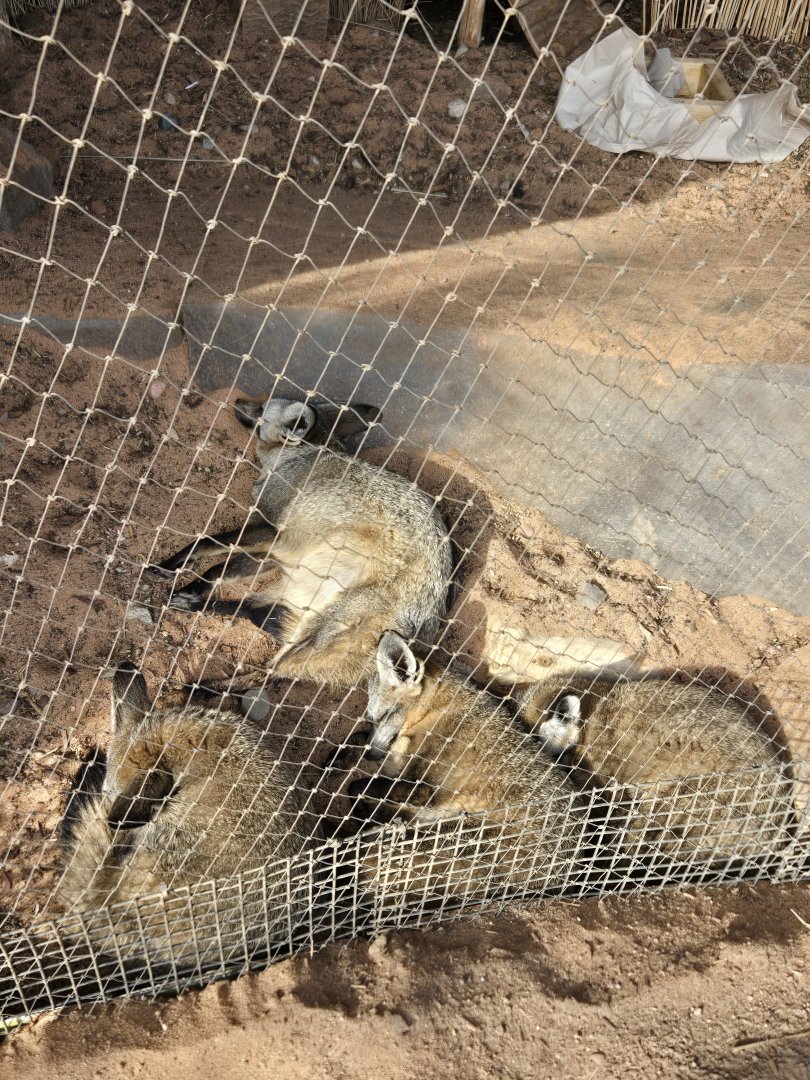 Bat Eared Fox